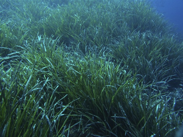 Dense seagrass meadow of Neptune's grass (Posidonia oceanica) under water that covers the seabed in the Mediterranean near Hyères, Giens peninsula diving site, Porquerolles, Provence, Côte d'Azur, France