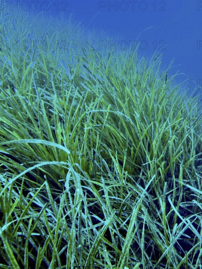 Dense seagrass, Neptune grass (Posidonia oceanica), underwater in the ocean extending into the depths of the Mediterranean near Hyères, Giens peninsula diving site, Porquerolles, Provence, Côte d'Azur, France