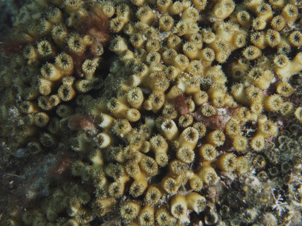Close-up of lawn coral (Cladocora caespitosa) with detailed patterns on the seabed in the Mediterranean near Hyères, Giens peninsula diving site, Porquerolles, Provence, Côte d'Azur, France