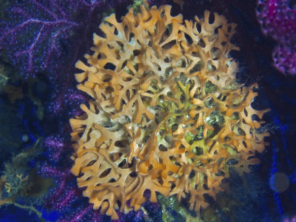 Detailed view of orange spiked sponge (Acanthella acuta) with complex structure in the Mediterranean near Hyères, Giens peninsula diving site, Porquerolles, Provence, Côte d'Azur, France
