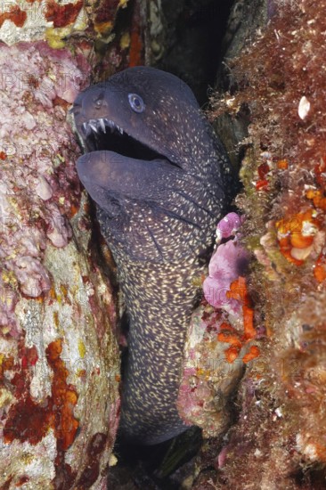 A Mediterranean moray (Muraena helena) with an open mouth in a narrow crevice in the Mediterranean near Hyères, Giens peninsula diving site, Porquerolles, Provence, Côte d'Azur, France