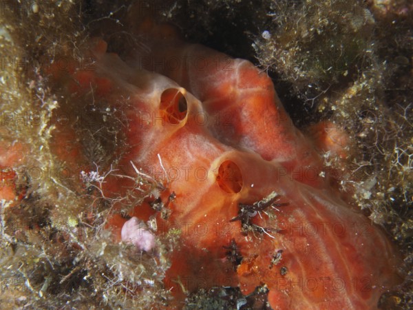 Orange horned sponge (Agelas oroides) with two openings, surrounded by marine growth and plants in the Mediterranean near Hyères, Giens peninsula diving site, Porquerolles, Provence, Côte d'Azur, France