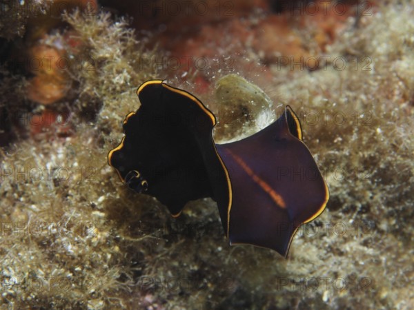 Black yellow-burn flatworm (Prostheceraeus splendidus), swirl worm, with yellow border on algae-covered seabed in the Mediterranean near Hyères, Giens peninsula diving site, Porquerolles, Provence, Côte d'Azur, France