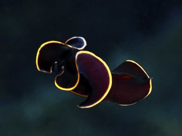 Black yellow-burn flatworm (Prostheceraeus splendidus), swirl worm, with bright yellow border in the blue water in the Mediterranean near Hyères, Giens Peninsula dive site, Porquerolles, Provence, Côte d'Azur, France