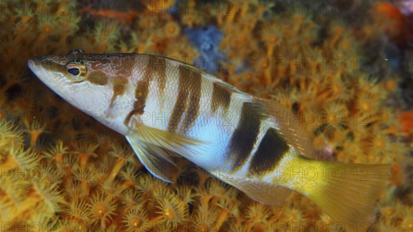 Colourful fish with stripes, bass (Serranus scriba), swimming near a bright yellow reef in the Mediterranean near Hyères, Giens peninsula diving site, Porquerolles, Provence, Côte d'Azur, France