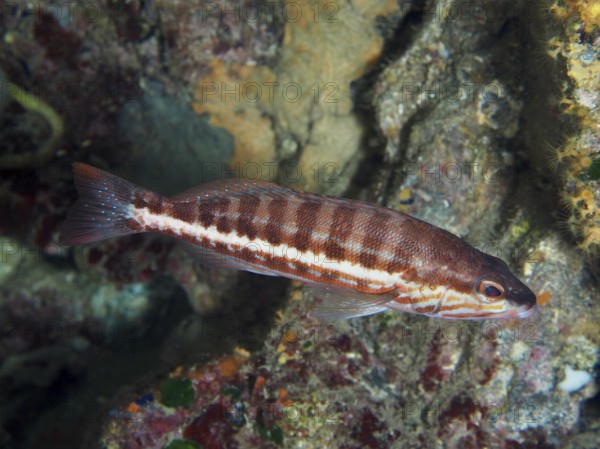 Striped fish, sawbass (Serranus cabrilla), in an underwater environment in the Mediterranean near Hyères, Giens peninsula diving site, Porquerolles, Provence, Côte d'Azur, France