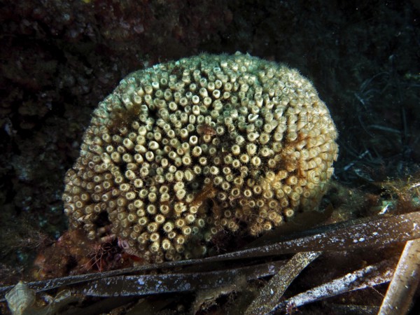 Lawn coral (Cladocora caespitosa) with many openings on the seabed in the Mediterranean near Hyères, Giens peninsula diving site, Porquerolles, Provence, Côte d'Azur, France