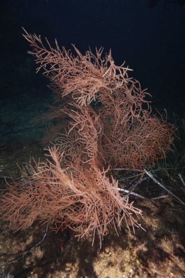 Orange fan coral (Lophogorgia ceratophyta) in a dark, deep stretch of sea in the Mediterranean near Hyères, Giens peninsula diving site, Porquerolles, Provence, Côte d'Azur, France