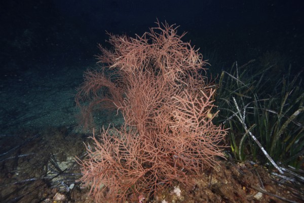 Orange fan coral (Lophogorgia ceratophyta) in deep marine environment, surrounded by darkness in the Mediterranean near Hyères, Giens peninsula diving site, Porquerolles, Provence, Côte d'Azur, France