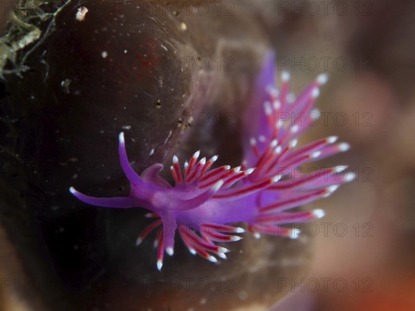 Bright red-purple thread snail (Edmundsella pedata) with tentacles against a dark background in the Mediterranean near Hyères, Giens peninsula diving site, Porquerolles, Provence, Côte d'Azur, France