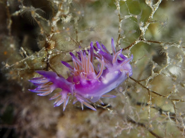Red purple thread snail (Edmundsella pedata) with tentacles glides along seaweed under water in the Mediterranean near Hyères, Giens peninsula diving site, Porquerolles, Provence, Côte d'Azur, France