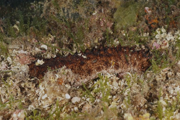 Brown tubular sea cucumber (Holothuria tubulosa), sea cucumber, on the seabed, surrounded by plants and substrate in the Mediterranean near Hyères, Giens peninsula diving site, Porquerolles, Provence, Côte d'Azur, France