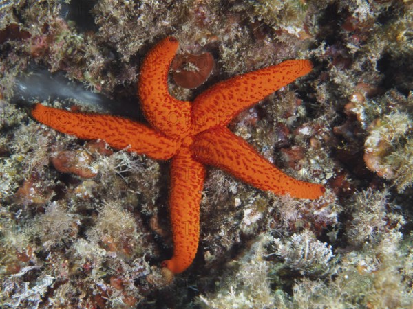 Bright red starfish (Echinaster sepositus) rests on a coral reef on the ocean floor in the Mediterranean near Hyères, Giens peninsula diving site, Porquerolles, Provence, Côte d'Azur, France