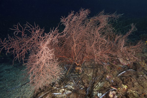 Orange fan coral (Lophogorgia ceratophyta) on the seabed, surrounded by dark underwater atmosphere in the Mediterranean near Hyères, Giens peninsula diving site, Porquerolles, Provence, Côte d'Azur, France