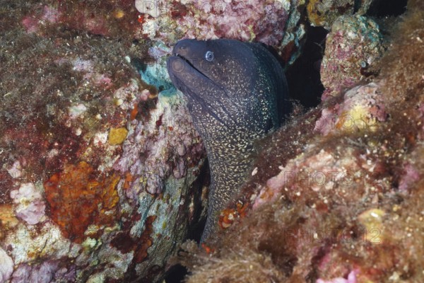 Mediterranean moray eel (Muraena helena) looks out of colorful rock outcrop in the sea, in the Mediterranean near Hyères, Giens peninsula diving site, Porquerolles, Provence, Côte d'Azur, France