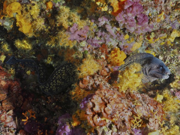 A Mediterranean moray eel (Muraena helena) rests amidst colorful corals in a detailed underwater environment, in the Mediterranean near Hyères, Giens peninsula diving site, Porquerolles, Provence, Côte d'Azur, France