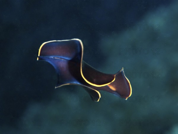Mysterious black yelburn flatworm (Prostheceraeus splendidus), swirl worm, with simple yellow edges in the Mediterranean near Hyères, Giens peninsula diving site, Porquerolles, Provence, Côte d'Azur, France