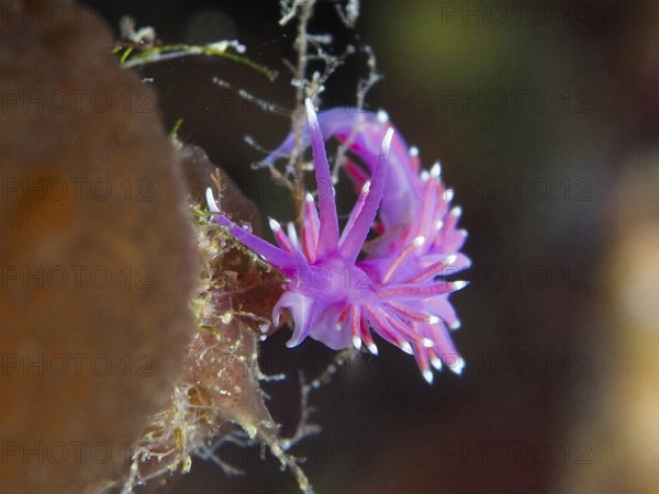 Red-purple thread snail (Edmundsella pedata) with dynamic tentacles in the marine environment in the Mediterranean near Hyères, Giens peninsula diving site, Porquerolles, Provence, Côte d'Azur, France