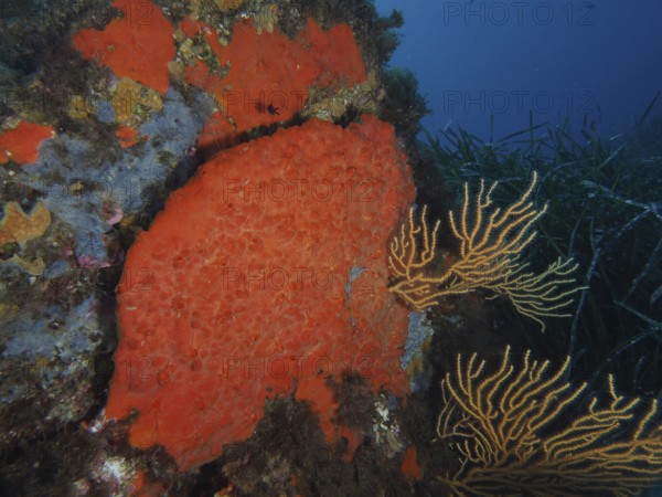 Large orange upholstery sponge (Reniera fulva) on sea wall, lined with corals and seagrass in the Mediterranean near Hyères, Giens peninsula diving site, Porquerolles, Provence, Côte d'Azur, France