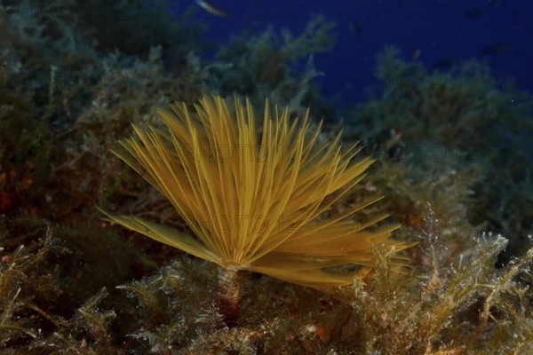 Yellow screw sabelle (Sabella spallanzanii), Sabelle, grows among algae under water in the Mediterranean near Hyères, Giens peninsula diving site, Porquerolles, Provence, Côte d'Azur, France