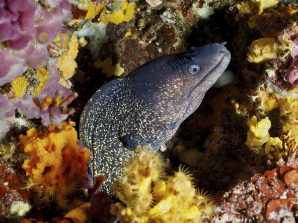 A Mediterranean moray (Muraena helena) is hidden in a colorful underwater landscape with orange-yellow accents, in the Mediterranean near Hyères, Giens Peninsula diving site, Porquerolles, Provence, Côte d'Azur, France