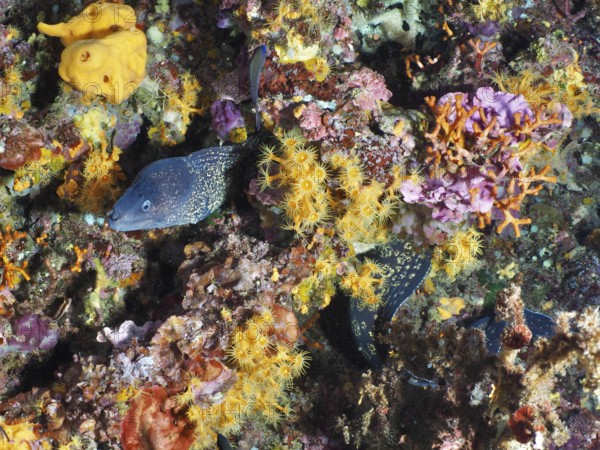 A Mediterranean moray eel (Muraena helena) moves through a rich coral reef with orange-yellow details in the Mediterranean near Hyères, Giens peninsula diving site, Porquerolles, Provence, Côte d'Azur, France