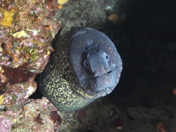Close-up of a Mediterranean moray eel (Muraena helena) curiously looking out of a dark hole, in the Mediterranean near Hyères, Giens peninsula diving site, Porquerolles, Provence, Côte d'Azur, France