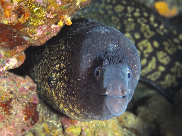 Close-up of a Mediterranean moray (Muraena helena) looking out of a rocky outcrop, in the Mediterranean near Hyères, Giens peninsula diving site, Porquerolles, Provence, Côte d'Azur, France