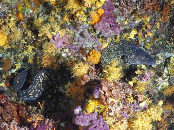 Mediterranean moray eel (Muraena helena) snakes through glowing corals surrounded by yellow and purple details, in the Mediterranean near Hyères, Giens peninsula diving site, Porquerolles, Provence, Côte d'Azur, France