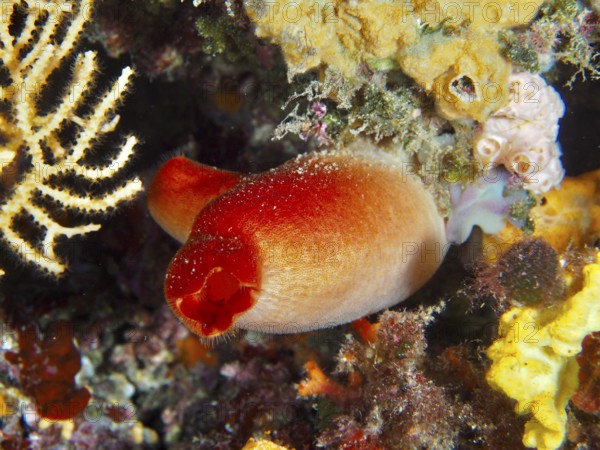 Red sea silk (Halocynthia papillosa) surrounded by corals and colorful underwater vegetation in the Mediterranean near Hyères, Giens peninsula diving site, Porquerolles, Provence, Côte d'Azur, France