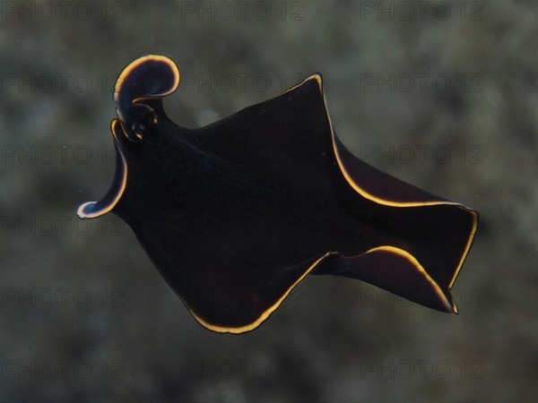 Elegant black yelburn flatworm (Prostheceraeus splendidus), swirl worm, with glowing yellow edge in clear water in the Mediterranean near Hyères, Giens peninsula diving site, Porquerolles, Provence, Côte d'Azur, France