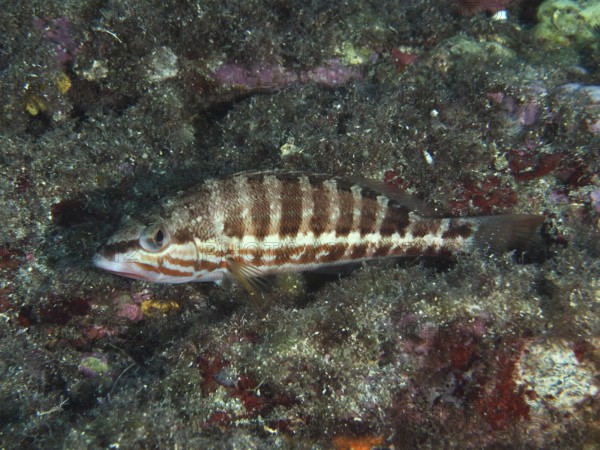 Striped fish, sawbass (Serranus cabrilla), among algae on the seabed in the Mediterranean near Hyères, Giens peninsula diving site, Porquerolles, Provence, Côte d'Azur, France