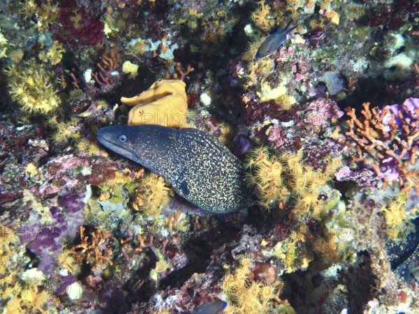 A camouflaged Mediterranean moray eel (Muraena helena) between colorful corals and spotted yellow polyps in the Mediterranean near Hyères, Giens peninsula diving site, Porquerolles, Provence, Côte d'Azur, France