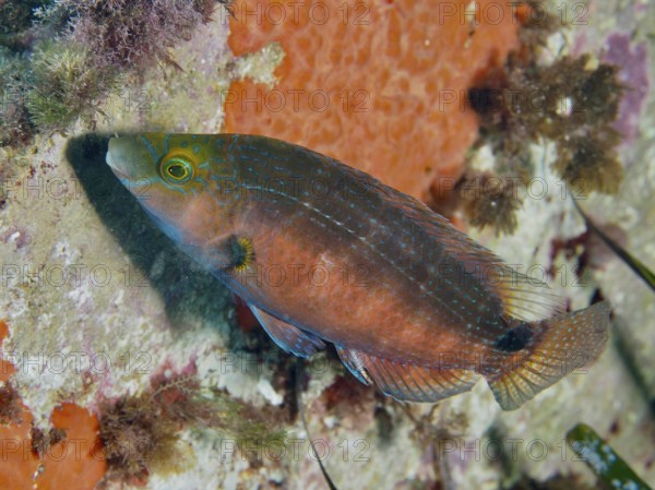 A Mediterranean wrapfish (Symphodus mediterraneus) swims underwater next to an orange wall, in the Mediterranean near Hyères, Giens peninsula diving site, Porquerolles, Provence, Côte d'Azur, France