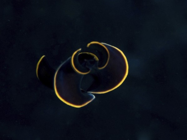 Black yellow-burn flatworm (Prostheceraeus splendidus), swirl worm, with shimmering yellow edge in dark surroundings in the Mediterranean near Hyères, Giens peninsula diving site, Porquerolles, Provence, Côte d'Azur, France