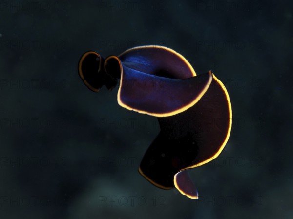 Black yellow-burn flatworm (Prostheceraeus splendidus), swirl worm, with curved body and yellow border in the Mediterranean near Hyères, Giens peninsula diving site, Porquerolles, Provence, Côte d'Azur, France