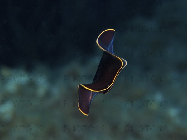 Black yellow-burn flatworm (Prostheceraeus splendidus), swirl worm, with yellow-bordered contours floating in water in the Mediterranean near Hyères, Giens peninsula diving site, Porquerolles, Provence, Côte d'Azur, France