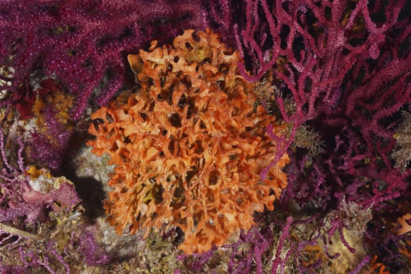 Orange spiked sponge (Acanthella acuta) nestled in a dense, purple coral landscape in the Mediterranean near Hyères, Giens peninsula diving site, Porquerolles, Provence, Côte d'Azur, France