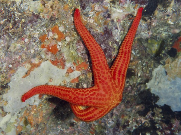 Orange starfish (Hacelia attenuata) on a colorful reef underwater in the Mediterranean near Hyères, Giens peninsula diving site, Porquerolles, Provence, Côte d'Azur, France