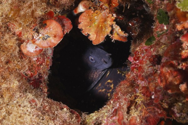A Mediterranean moray (Muraena helena) hides underwater in a dark red cave, in the Mediterranean near Hyères, Giens peninsula diving site, Porquerolles, Provence, Côte d'Azur, France