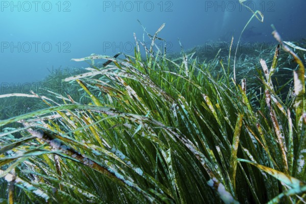 Close-up of seagrass, Neptune grass (Posidonia oceanica), underwater growing in the ocean, in the Mediterranean near Hyères, Giens peninsula diving site, Porquerolles, Provence, Côte d'Azur, France