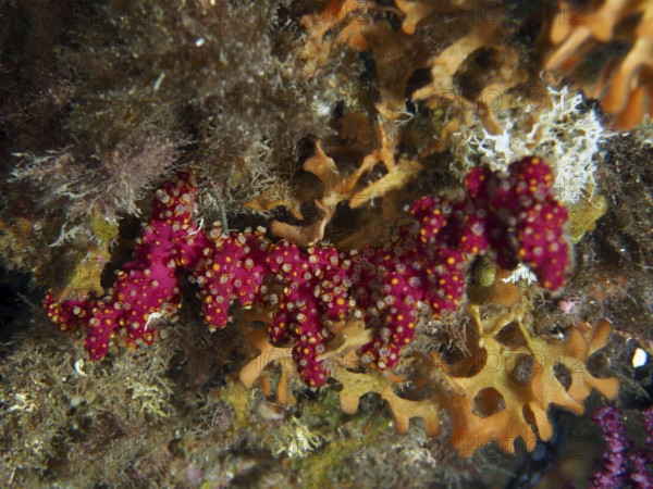 Vivid red coral structure with organic growth, Mediterranean sea hand (Alcyonium acaule), in an underwater environment in the Mediterranean near Hyères, Giens peninsula diving site, Porquerolles, Provence, Côte d'Azur, France