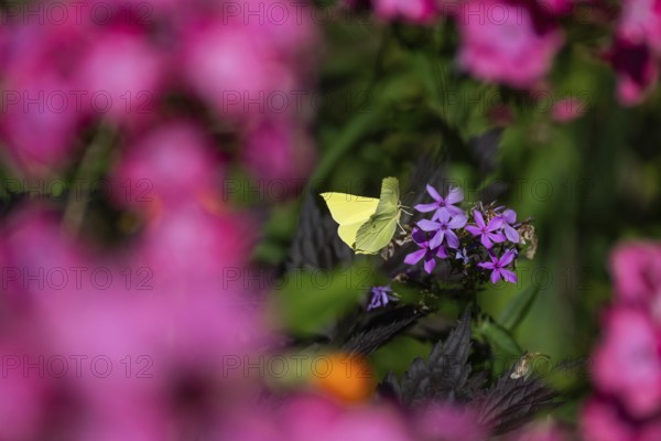 Lemon butterfly (Gonepteryx rhamni) sits on purple flowers of a flame flower or phlox, Finland