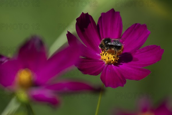 Bumblebee collects nectar on a pink jewelry basket (Cosmos bipinnatus), Finland