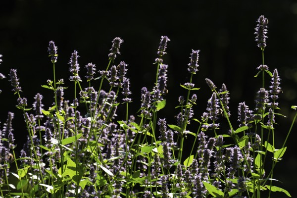 East Asian giant hyssop (Agastache rugosa), also Korean mint, Finland
