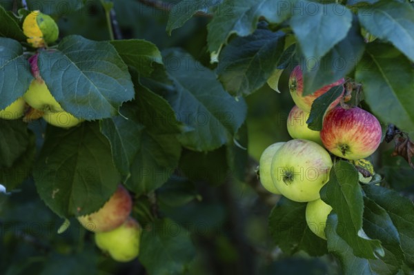 Apples (Malus) hanging from a tree, Finland