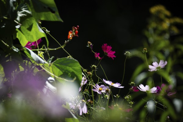 Garden with various coloured flowers in backlight, Finland