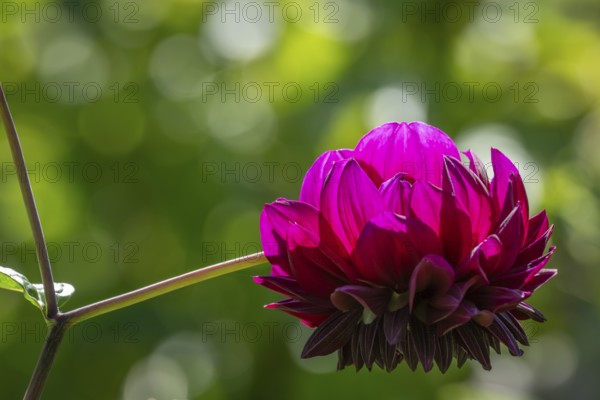 Pink dahlia (Dahlia), Finland