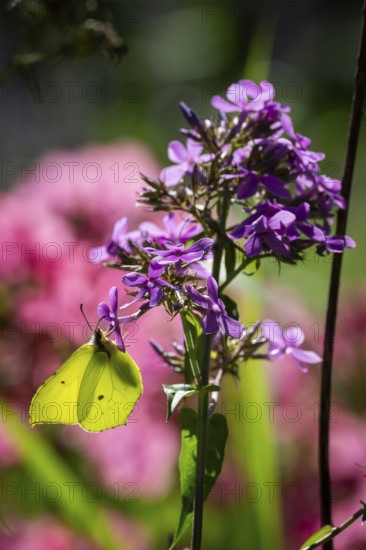 Lemon butterfly (Gonepteryx rhamni) sits on purple flowers of a flame flower or phlox, Finland
