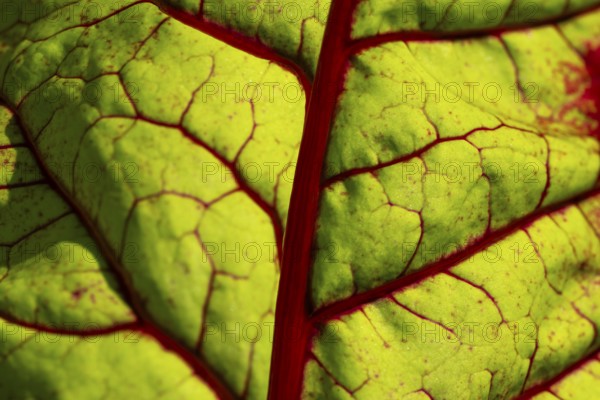 Swiss chard leaf (Beta vulgaris) in backlight, detail, Finland